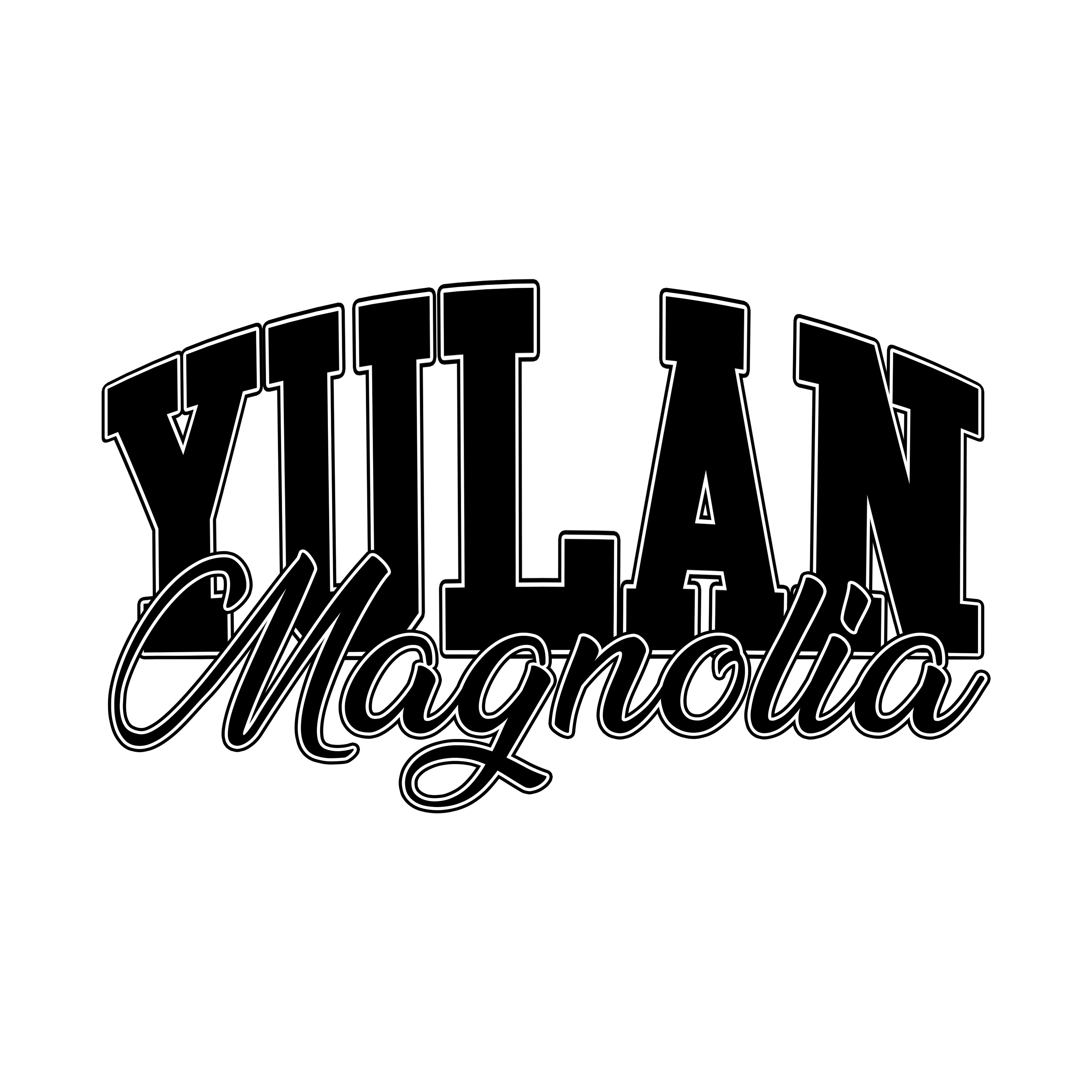 Yulan Magnolia
